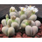 White Rabbit - Plant